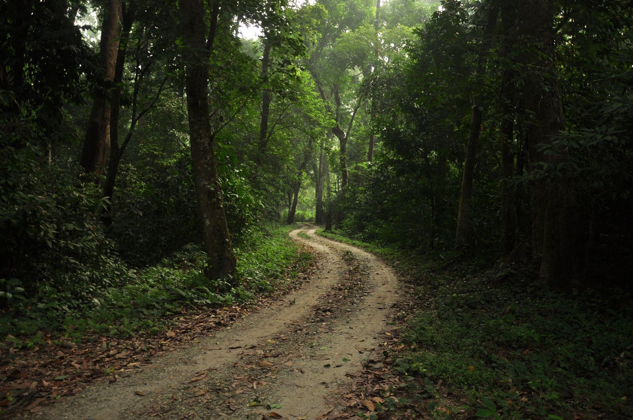 Chilapata Forest