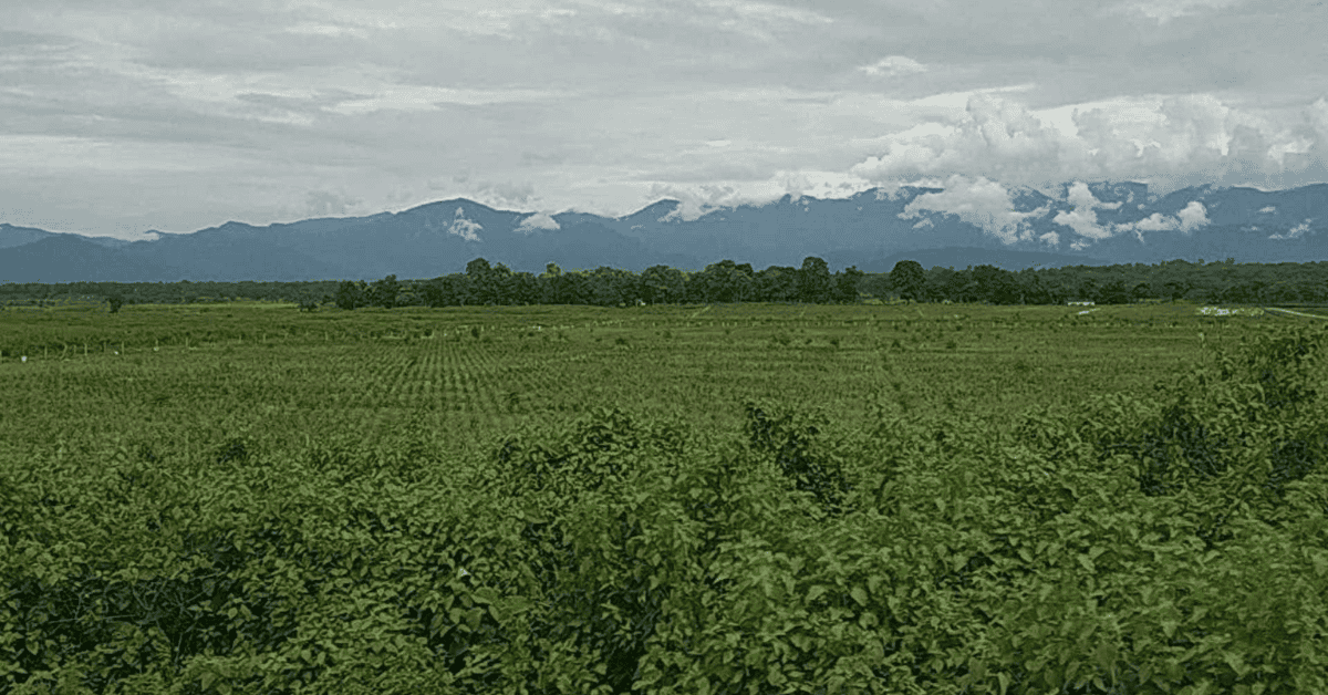 Hasimara to Jaigaon Travel Guide: Distance, Transport Options & Where to Stay