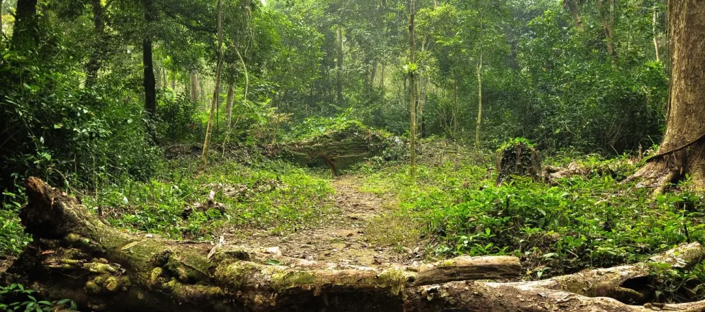 Chilapata Forest