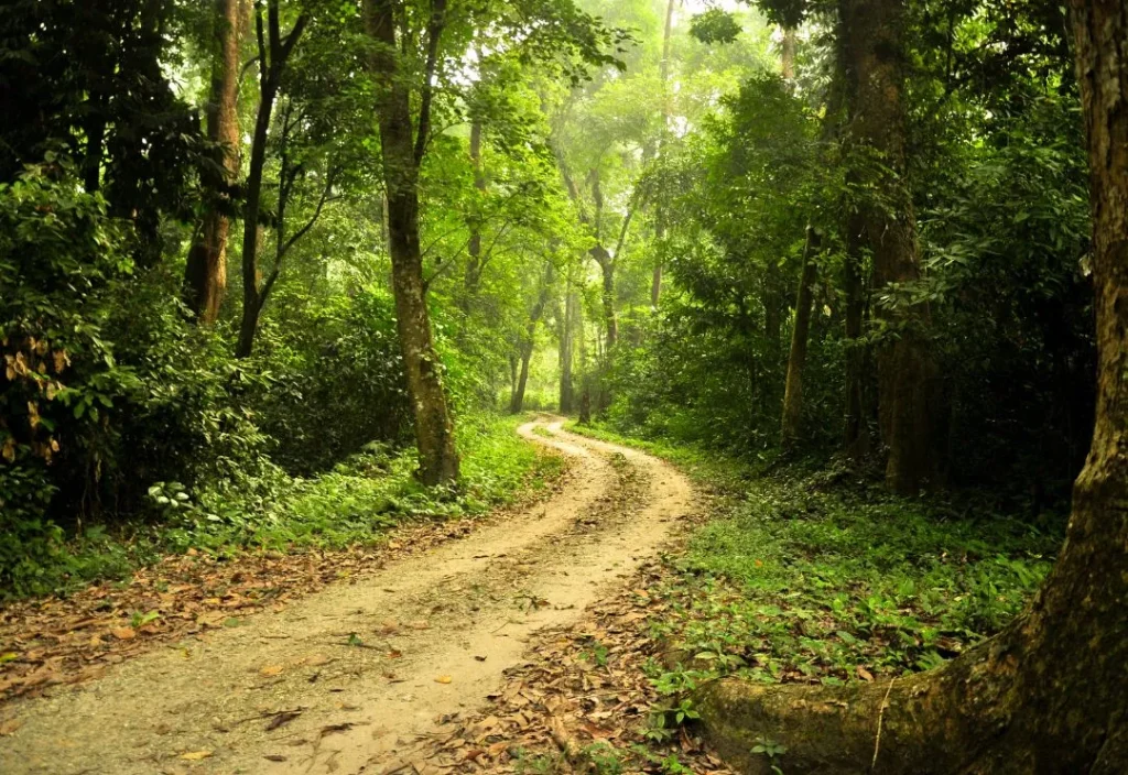 Chilapata forest