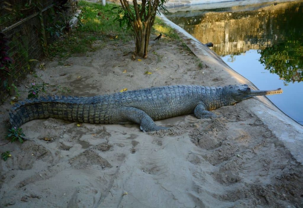Crocodile Farm