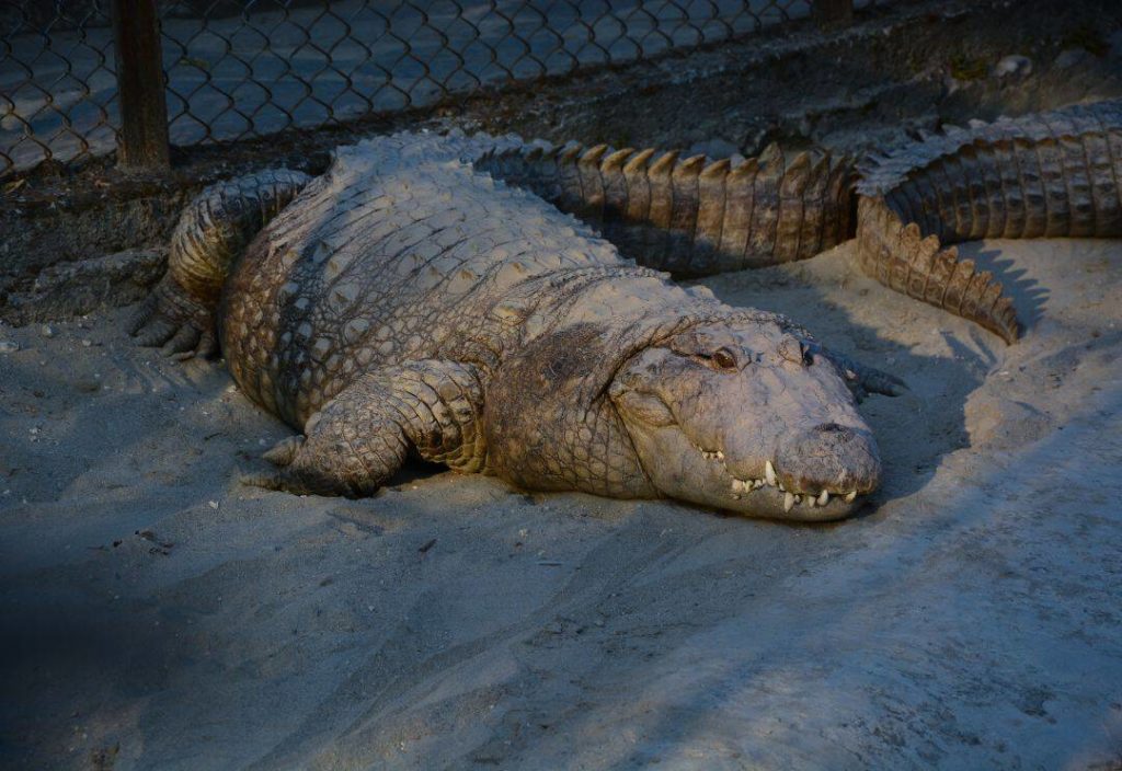Crocodile Farm
