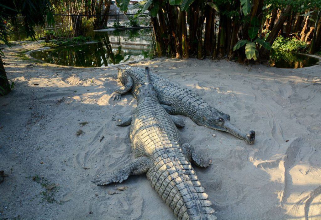 Crocodile Farm